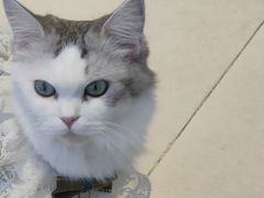 -怪兽屋·羊驼·猫咖·狗咖(俊华广场店)