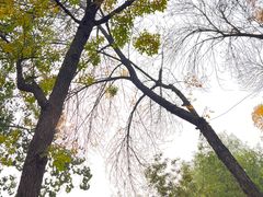 -三里屯东五街银杏大道