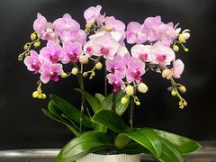 -双季花艺园艺市场(浦东店)