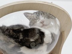 -李小姐の猫咖啡馆(五角场店)