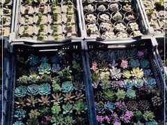-中环花鸟鱼虫市场
