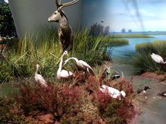 -贝林大翅鲸简餐厅(国家海洋博物馆店)