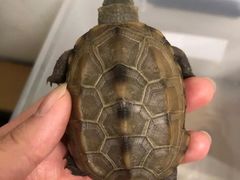 -pd派德宠物中心医院24H急重症·眼科中心·血液透析中心(嵩山北路店)