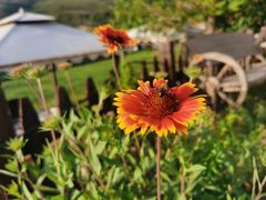 -潭柘厚院&山顶烤肉(潭柘寺店)