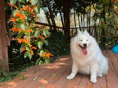 -天适樱花悠乐园