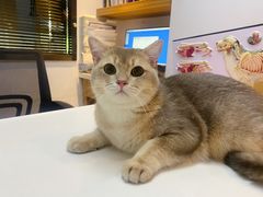 -御宝贝·A梦猫科宠物医院(国际猫友好医院)