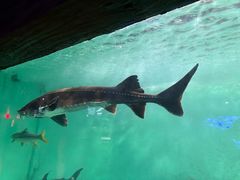 -太平洋海底世界