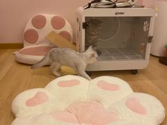 -猫咪派对(江南西店)