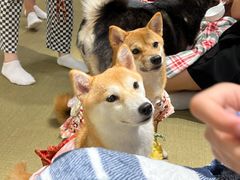 -逗柴咖啡屋·狗咖猫咖宠物桌游