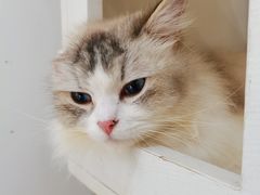 -猫域·湾主题猫咖·宠物吧(南坪城市广场店)