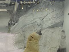 -海合安成都极地海洋公园