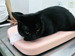 -北京恒爱动物医院(清景园分院)