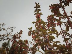 -天津东丽湖风景区