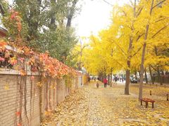 -三里屯东五街银杏大道