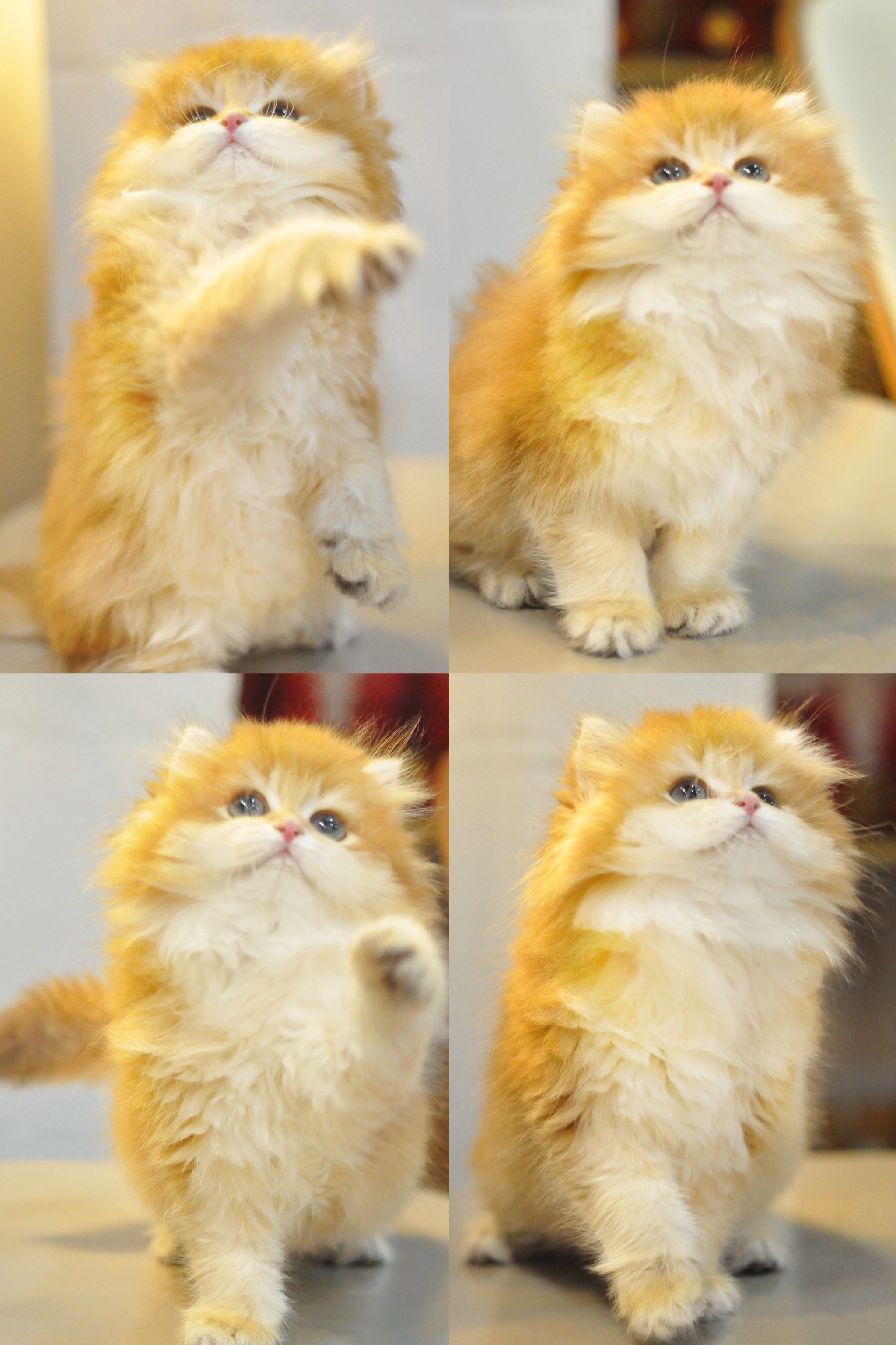 金灿灿的金毛狮王