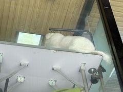 -久久宠物(河东万达店)