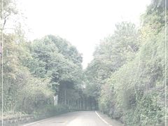 -铁山坪森林公园