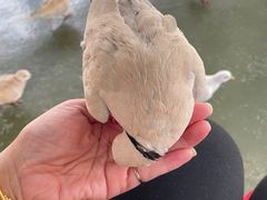 -常州淹城野生动物世界