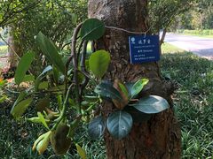 -中国科学院西双版纳热带植物园