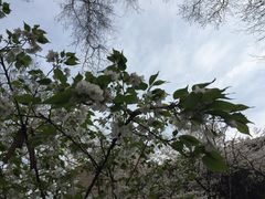 -武汉大学-樱园