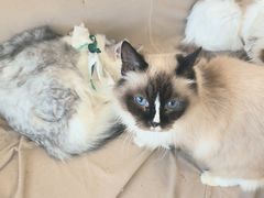 -怪兽屋·羊驼·猫咖·狗咖(俊华广场店)