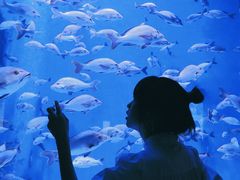 -成都浩海立方海洋公园