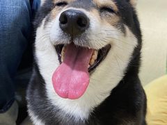 -逗柴咖啡屋·狗咖猫咖宠物桌游