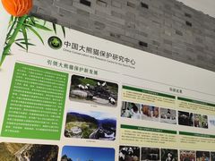 -都江堰中华大熊猫苑
