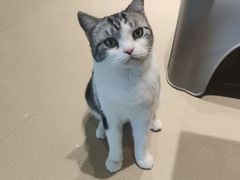 -藏猫猫咖啡主题馆(中央大道店)