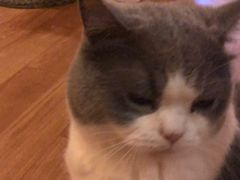 -猫色咖啡·猫咖