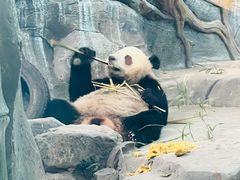 -武汉动物园