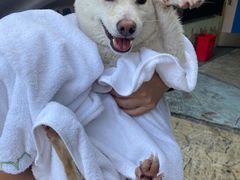 -汪说喵讲宠物乐园宠物酒店(红星美凯龙店)