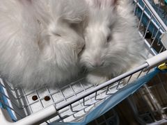 -怪兽屋·羊驼·猫咖·狗咖(俊华广场店)