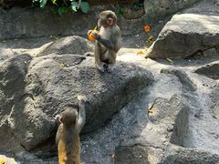 -南湾猴岛+椰田古寨一日游