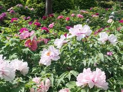 -莲花池公园