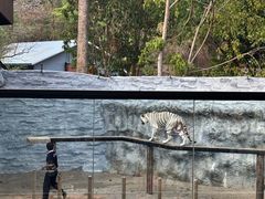 -清迈夜间动物园