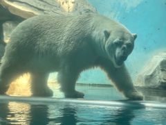 -泉城欧乐堡海洋极地世界