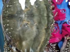 -张树军海鲜(王府壹号店)