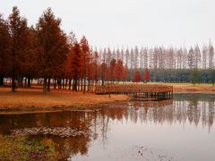 -黄海国家森林公园