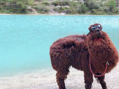 -椿记烧鹅(叠彩店)