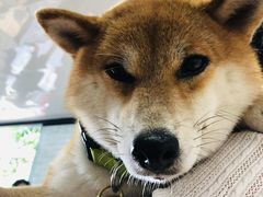 -柴犬高等学院·狗咖·柴犬售卖·宠物训练