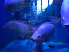 -新加坡珍宝海鲜JUMBO Seafood(西安skp店)