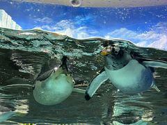 -成都浩海立方海洋公园