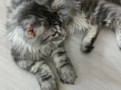 -卿云猫阁猫咖