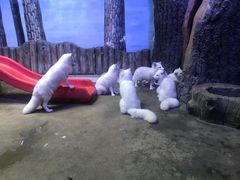 -芜湖新华联大白鲸海洋公园