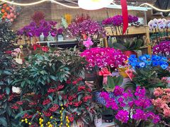 -花鸟鱼虫鲜花绿植市场(玉泉路店)
