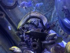 -成都浩海立方海洋公园