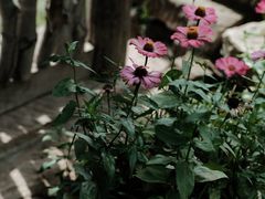 -驿舍·民國老营房院子私房菜(科学会堂店)