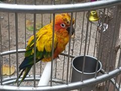 -南宫五洲植物乐园