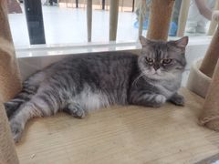 -喵园·猫主题咖啡厅·撸猫·猫咖(国贸店)